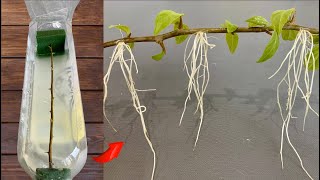 After 48 hours Bougainvillea branch grows 200 roots with just water [upl. by Ahsahs154]