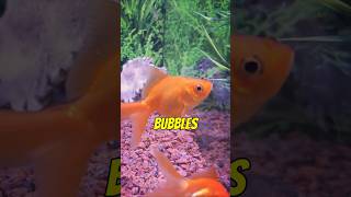 The Heroic Goldfish  Splash and Bubbles goldfish aquarium fishtank [upl. by Us]