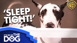 How to Keep a Dog Off the Marital Bed  Warner Bros TV [upl. by Jamison564]