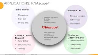 Webinar – Application of combined RNA in situ hybridization and multiplex IHC [upl. by Komsa393]