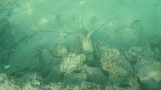 Cinnamon Dhonveli Maldives  Under Water Snorkeling [upl. by Gujral]