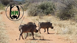 Pirsch auf Warzenschwein und Oryx  Jagd in Namibia  Jagdkrone [upl. by Ynamad]