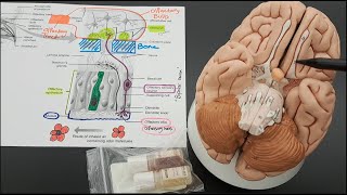 Olfaction  Olfactory Epithelium Anatomy [upl. by Remington]