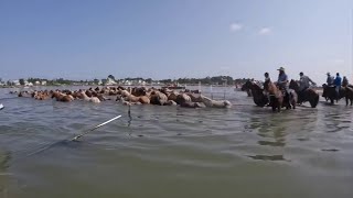 98th annual Chincoteague pony swim [upl. by Leur]