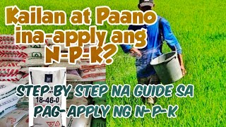 A StepbyStep Guide for Applying NPK in RiceWhen and How to Apply NPK [upl. by Lunseth210]