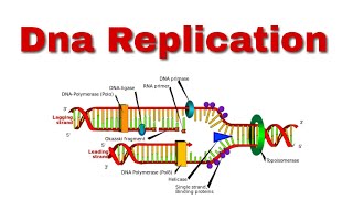 Dna Replication in Prokaryotes [upl. by Aical]