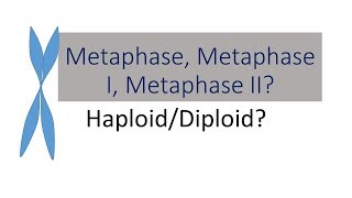 Tell the Difference between Metaphase Metaphase I Metaphase II  Bio 101 [upl. by Bettye]