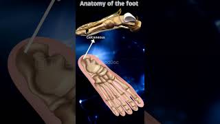 tarsals bones metatarsals phalanges feet foot medical doctor mbbs bhms bams anatomy [upl. by Andrea499]