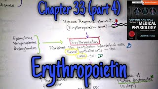 Erythropoietin  Chapter 33 part 49 Guyton and Hall text book of physiology [upl. by Shaper50]