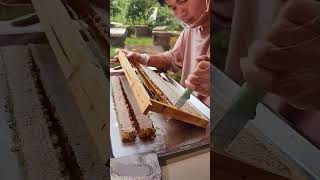 Process of Harvesting Honeycombs from Beehives [upl. by Lattimer242]