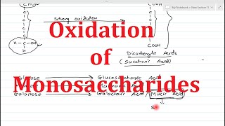 9 Reactions of Monosaccharides Part3  Oxidation of monosaccharides  Uronic acid  Aldonic Acid [upl. by Ainer]