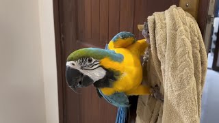 Talking Parrot  Blue and Gold Macaw macaw birds pets asmr [upl. by Dahl]