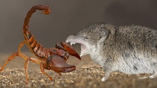 Father Shrew protects his family from Scorpion hunting  Scorpion hunting fail [upl. by Notffilc]