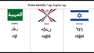 Semitic Languages  Word Comparison [upl. by Anasiul]