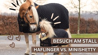 HAFLINGER VS MINISHETTY  VLOG AM STALL MIT mystarwave ⭐️🦄 [upl. by Enaek641]