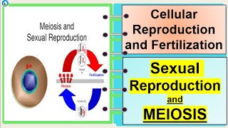 Science 7Meiosis and Sexual Reproduction [upl. by Dennett476]