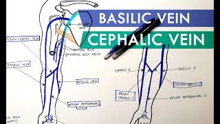 Superficial Veins of Upper Limb  Basilic amp Cephalic veins  Anatomy Tutorial [upl. by Stanislaw]