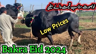 Low prices Bull Gondal mandi attock latest update rate 2024 ll fateh jangi bulls ll jamil tv ll [upl. by Anirec]