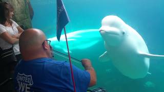 Beluga mesmerized by violin [upl. by Kuhlman]