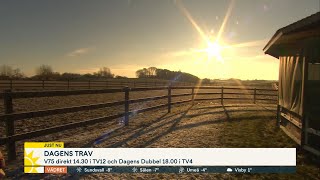 Dagens travrad i soliga Jägersro med Per Skoglund  Nyhetsmorgon TV4 [upl. by Odnarb]