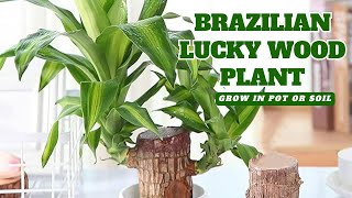 Lucky Brazil Wood Plant Fortune Plant Easy Care Air Purification amp Positive Energy Houseplant [upl. by Ashmead586]