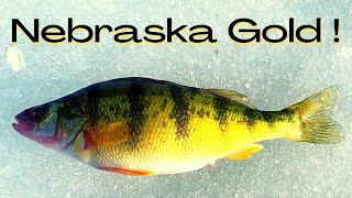 Nebraska Gold  Ice Fishing For Yellow Perch In Nebraska [upl. by Stargell]