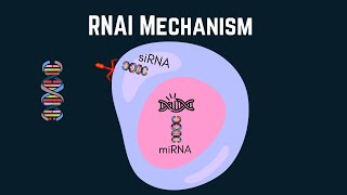 Exploring RNA interference siRNA and miRNA in targeted therapies [upl. by Dalt741]