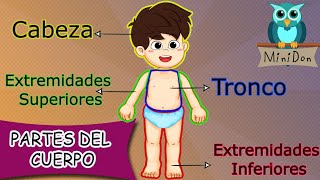 Partes del cuerpo humano para niños  Vídeos educativos [upl. by Fotinas]