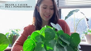 TIPS on a bigger and taller PILEA PEPEROMOIDES [upl. by Enirod]