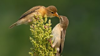 Baya Weaver सुगरण [upl. by Mcwilliams520]