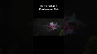 Betta Fish Siamese Fighting Fish  National Animal of Thailand [upl. by Cappella]