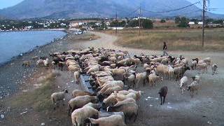 Sheep drinking sea water in Samothraki Greece [upl. by Raquel]