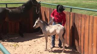 Foal Training Desensitizing Through Touch and Rub [upl. by Danaher]