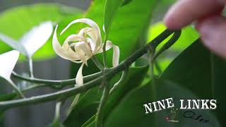 NineLinks White Champaca Pruning白兰花修剪 [upl. by Buna]