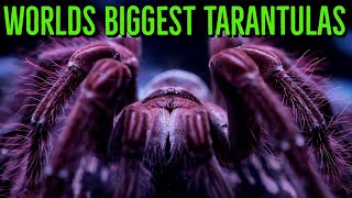 Top 10 LARGEST Tarantulas  Worlds BIGGEST Spiders  GIANT Tarantula [upl. by Godart]