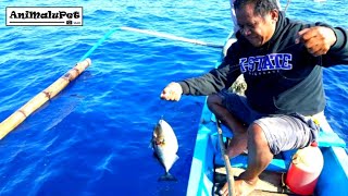 Palangre Fishing Part 2 Catch quotSTARRY TRIGGERFISHquot or Pakolquot Catch amp Cook [upl. by Latsyrd]