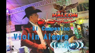 Violin Alegre y el Campesino Halcon Huasteco de Marte Santana [upl. by Tareyn923]