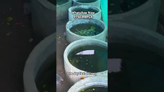 Guppy new stock guppy kolathuraquariumfish breeding fish breeding liveplant salem [upl. by Aihtyc]