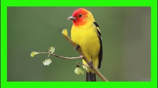 Western Tanager Song Western Tanager Call Voice  Tangará Aliblanca Canto  Piranga Ludoviciana [upl. by Attenhoj901]