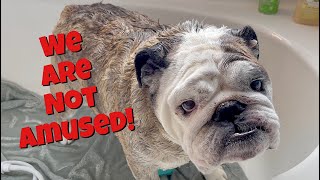 Reuben the Bulldog His Majesty Says No [upl. by Victor]