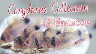 CORYDORAS FISHROOM TOUR 18 different Species of CORY CATFISH [upl. by Welcome]