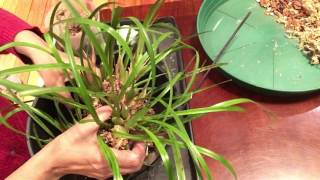 repotting maxillaria tenuifolia orchid [upl. by Turtle261]