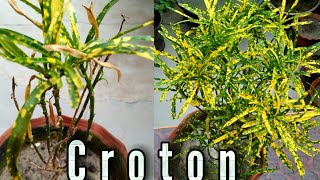 If your Croton Plant is not Growing well  Fertilizer for Croton plant [upl. by Annairba]