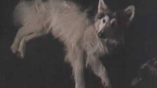 Legend Of The Spirit Dog trailer official trailer [upl. by Phil]