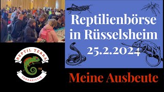 Ausbeute Reptilienbörse in Rüsselsheim 25 2 2024 [upl. by Arytal]