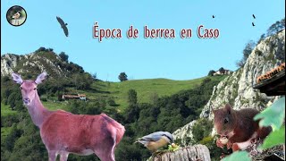 Época de berrea en Caso [upl. by Meenen]