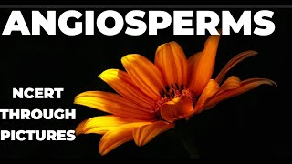 Plant kingdom 10  ANGIOSPERMS  Class 11 CBSE NCERT NEET NCERT through pictures [upl. by Atrim379]