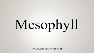 How To Say Mesophyll [upl. by Syramad]