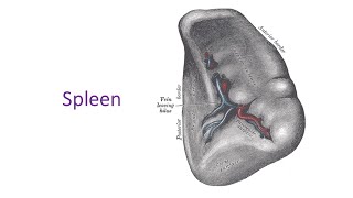 Spleen a complete discussion in Bangla by Prof Dr Md Ashfaqur Rahman [upl. by Topper]