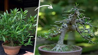 Styling a Gardenia Bonsai [upl. by Iphlgenia]